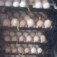 دستگاه جوجه کشی ققنوس ۲۱۰تایی