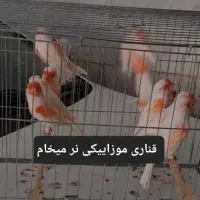 قناری موزائیکی