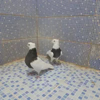 انواع کبوتر|پرنده|دهدشت, |دیوار