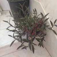 حراج گلدان آپارتمانی