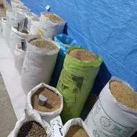 گندم دیم  گاه گندم دیم کلات نادر زیر قیمت همه جا