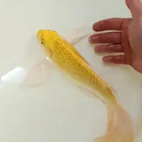 کوی یامابوکی باله بلند اصل|ماهی|قم, انصار‌الحسین|دیوار