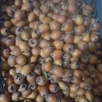 فروش ازگیل طبیعی|خوردنی و آشامیدنی|فندقلو, |دیوار