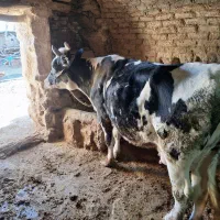 گوساله، گاو، بزغاله|حیوانات مزرعه|اردل, |دیوار