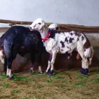 بره قوچ