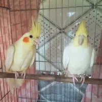 یک جفت عروس هلندی