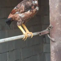 مرغ میانوالی