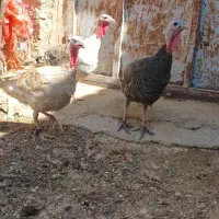 بوقلمون|حیوانات مزرعه|اندیمشک, |دیوار