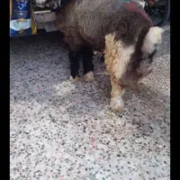 قصاب سیار برای ذبح گوسفند و گوساله  در تمام نقاط|خدمات پذیرایی، مراسم|مشهد, عبادی|دیوار