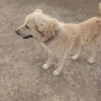 سگ هفت تومان