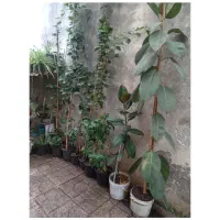 به گلخانه کوچک ما خوش امدین|گل و گیاه طبیعی|رشت, کوی امام رضا|دیوار