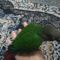 گرینچیک .لوسی وخوابیدنش،و توپ بازی|پرنده|کرج, عظیمیه|دیوار