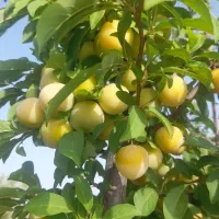 باغ ۱۲۰۰متری قابل معاوضه باشرایط|فروش زمین و ملک کلنگی|خوسف, |دیوار