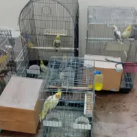 طوطی عروس هلندی