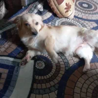 آشپز|سگ|بندرعباس, |دیوار