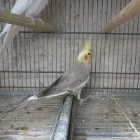 عروس هلندی بالغ آماده جفت|پرنده|هشتگرد, هیو|دیوار