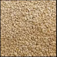 فروش ۲۰ تن گندم پیشگام  حیدری  میهن