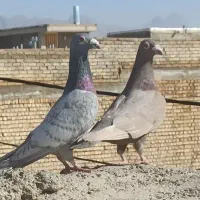 نروماده دورگ پلاکی