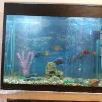 اکواریوم باتمام وسایل|ماهی|مرودشت, فرهنگ|دیوار