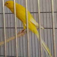 قناری رسمی بلند موزاییکی سرخ رد فاکتور|پرنده|تهران, بهارستان|دیوار