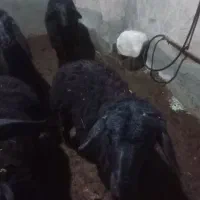 بره قره قزل پر گوشت