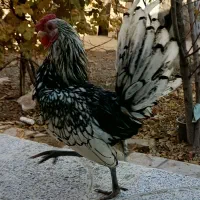 خروس مینیاتوری