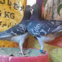 کفتر پلاکی مسافتی  المانی جان اردن جانسن خالص