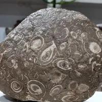 سنگ فسیل