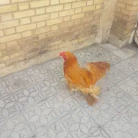فروش خروس برهما پاپر