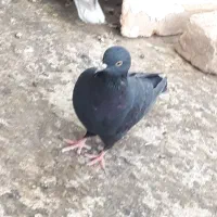 کفتر زاغ و سرخ|پرنده|قم, جوی شور|دیوار