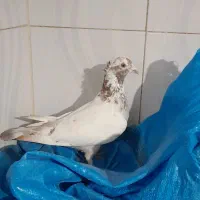 فروش ۴ عدد کبوتر