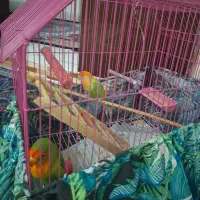 طوطی برزیلی|پرنده|فردیس, شهرک ناز|دیوار