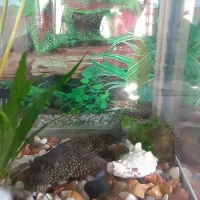 ماهی کت لجن خوار|ماهی|پردیس, فاز ۲|دیوار