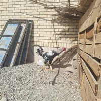 مرغ و خروس و جوجه اصل|حیوانات مزرعه|سراوان, |دیوار