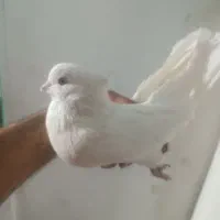 کفترجفت نروماده سفید چشم سفید|پرنده|قرچک, زیبا شهر|دیوار