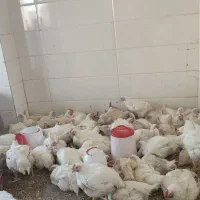 سلام درود خدمت همه عزیزان