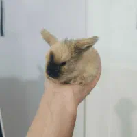 خرگوش لوپ بامزه