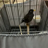 مینا سخنگو رخ به رخ