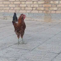 خروس محلی