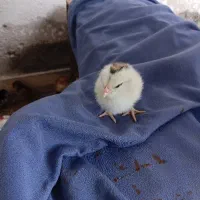 جوجه‌یک‌روزه