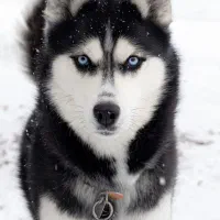 سگ پا گوتاه