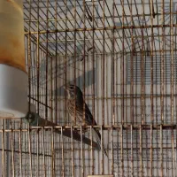 ماده سینه سرخ جفتی قناری