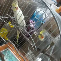 گمشده  پرنده|حیوانات|فسا, |دیوار