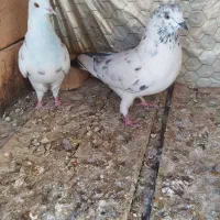 چند جفت کفتر پرشی واقعی خوب|پرنده|شاهین دژ, |دیوار