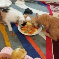 گربه برای واگذاری