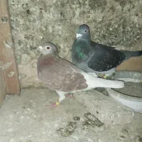 یک جفت کبوتر خارجی ویا مسافتی