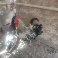 دوعدد اردک بفروش میرسد نر وماده