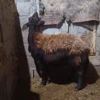 گوسفندماده جوان گوشتی|حیوانات مزرعه|تبریز, |دیوار