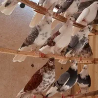 ۱۰تا کفتر استفاده و همه چی تموم یکجا و تکی|پرنده|تهران, آهنگ|دیوار