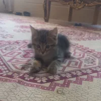 گربه